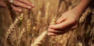 Mondelez, Mangiarotti: “Con Harmony supportiamo introduzione di tecniche di agricoltura rigenerativa”