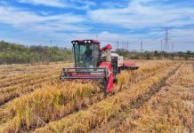 Cina, produzione cerealicola supera 714 mln di tonnellate nel 2025