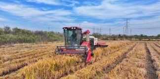 Cina, produzione cerealicola supera 714 mln di tonnellate nel 2025