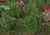 Blitz antidroga in Sardegna, 21 misure cautelari