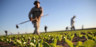 UE, promozione agroalimentare: nel 2026 finanziamenti ai massimi storici