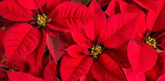 Ritornano le Stelle di Natale Ail per finanziare ricerca e assistenza ai pazienti ematologici