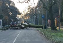 Pegognaga, tiglio crolla in via Marconi: strada bloccata ma nessun ferito