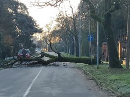 Paura a Pegognaga, tiglio crolla in via Marconi: strada bloccata