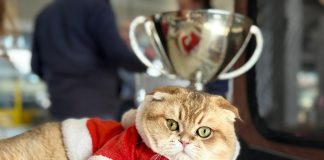 Gonzaga, successo per “Mille Cat”: la Fiera Millenaria si riempie di appassionati di gatti