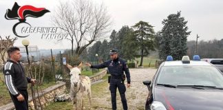 Cavriana, asino sulla strada: i Carabinieri Forestali lo salvano e lo riconsegnano al proprietario