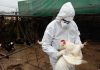 Aviaria la prossima pandemia? L’allarme degli esperti: “Diffusione senza precedenti”