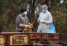 Aviaria, negli Usa primo caso umano al mondo di virus H5N5: morto il paziente infettato