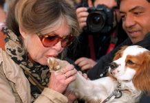 Brigitte Bardot, da diva del cinema a paladina degli animali