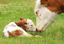 Mantova, Confagricoltura: “Bene il bando regionale sul benessere animale”