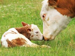Mantova, Confagricoltura: “Bene il bando regionale sul benessere animale”