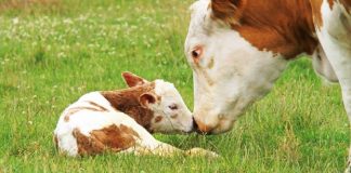 Mantova, Confagricoltura: “Bene il bando regionale sul benessere animale”