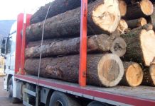 Romanore, rimorchio carico di legname si rovescia: provinciale Cisa bloccata e traffico in tilt