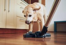 Pulizie di casa? 1 gatto su 3 si nasconde per la paura, i cani sono molto più coraggiosi