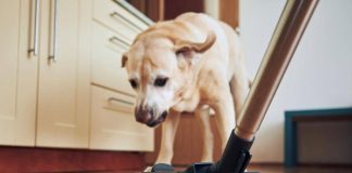 Pulizie di casa? 1 gatto su 3 si nasconde per la paura, i cani sono molto più coraggiosi