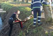 Cane di grossa taglia investito a Marcaria: salvato da carabinieri e ambulanza veterinaria