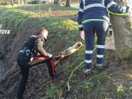 Cane di grossa taglia investito a Marcaria: salvato da carabinieri e ambulanza veterinaria