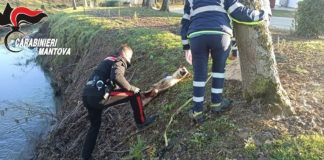 Cane di grossa taglia investito a Marcaria: salvato da carabinieri e ambulanza veterinaria