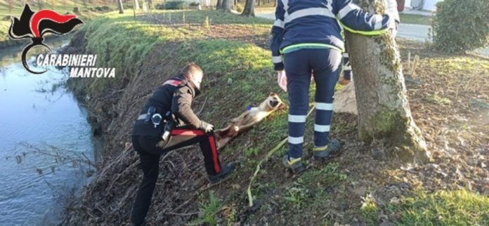 cane-investito-marcaria