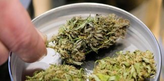 Manovra, cannabis light torna legale ma con ‘super imposta’ del 40%