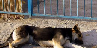 Uccide il cane a calci ma il fratellino lo vede e chiama i carabinieri: giovane denunciato nel Nuorese
