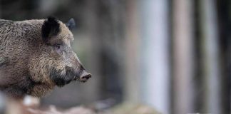 Caricato da un cinghiale durante battuta di caccia, morto pensionato