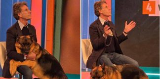 Pitbull attacca padrone e viene ucciso, il veterinario: “Cane non educato diventa problema”