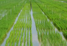 Riso: Cia, inaccettabile accordo Ue mette in ginocchio eccellenza Made in Italy