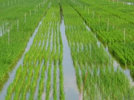 Crisi del riso, Coldiretti Mantova: allarme confermato dall’analisi camerale