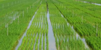 Riso: Cia, inaccettabile accordo Ue mette in ginocchio eccellenza Made in Italy