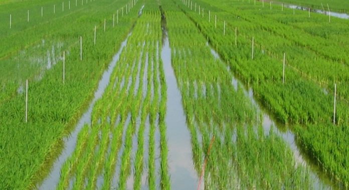 coltivazioni riso