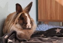 Allarme leishmaniosi in Europa, cos’è la malattia e quali animali la trasmettono