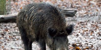 Mantova, 984mila € per i danni da fauna selvatica: la Regione risarcisce tutte le aziende