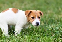 Moglia, obbligo di raccolta delle deiezioni animali, multe fino a 154 euro