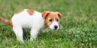 Moglia, obbligo di raccolta delle deiezioni animali, multe fino a 154 euro