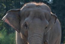 India, treno passeggeri travolge una mandria di elefanti: uccisi 8 esemplari