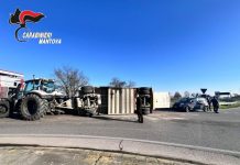 Castellucchio, trattore si ribalta alla rotonda morti una trentina di maiali