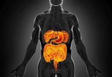 Intestino sempre giovane, è possibile: come fermare invecchiamento e prevenire tumori