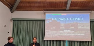 Luppolo da birra occasione per l’agricoltura mantovana: mercato in crescita e richiesta alta