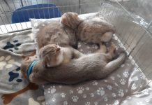 Gonzaga, alla Millenaria “Mille Cat”: mostra felina con razze da tutto il mondo