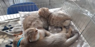 Gonzaga, alla Millenaria “Mille Cat”: mostra felina con razze da tutto il mondo