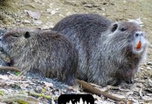 Contenimento nutrie: per Confagricoltura «Risultato ottimo, ma troppi Comuni fermi”.