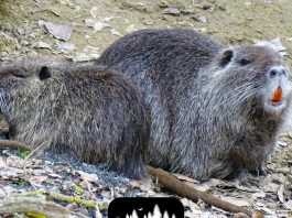 Contenimento nutrie: per Confagricoltura “risultato ottimo, ma troppi Comuni fermi”