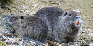 Contenimento nutrie: per Confagricoltura “risultato ottimo, ma troppi Comuni fermi”