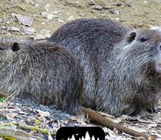 Contenimento nutrie: per Confagricoltura “risultato ottimo, ma troppi Comuni fermi”