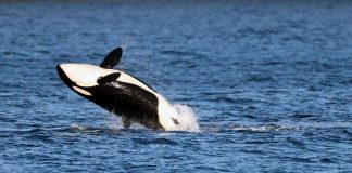 Le orche si alleano con i delfini? La nuova ‘strategia’ nella caccia ai salmoni