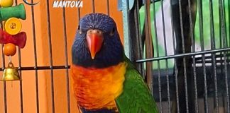 Sermide e Felonica: Carabinieri Forestali sequestrano un pappagallo raro trovato in giardino