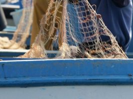 Salmonella nelle telline di Maccarese, stop temporaneo a raccolta e consumo