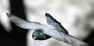 I piccioni nel bilancio delle città, migliaia di euro per pulire