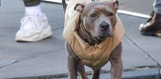 Milano, carabinieri provano ad arrestare un 69enne ma il suo pittbull non ci sta e azzanna